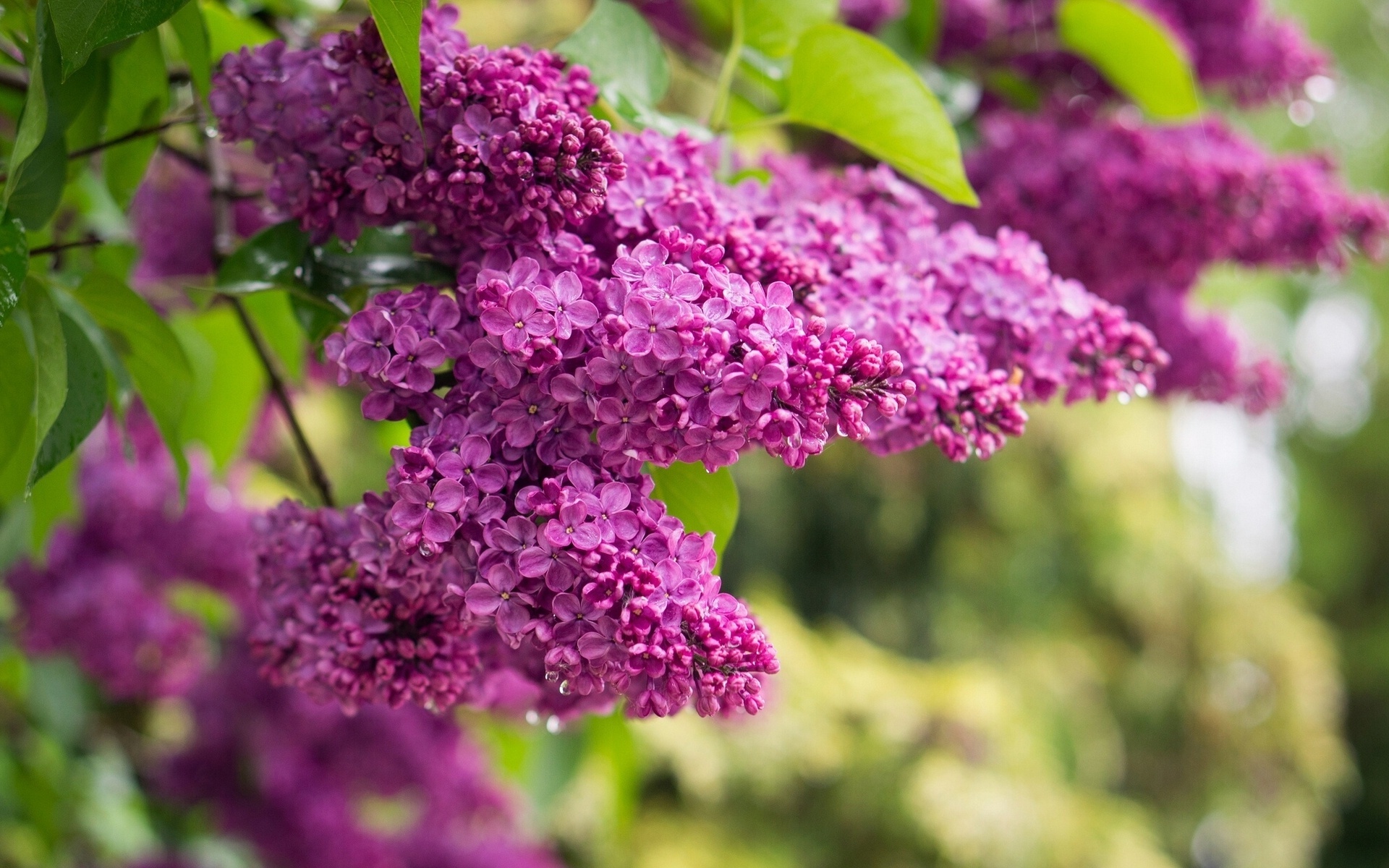  Сирень " Магия планеты" в горшках