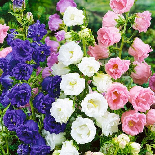 Колокольчики махровые  0,2 г