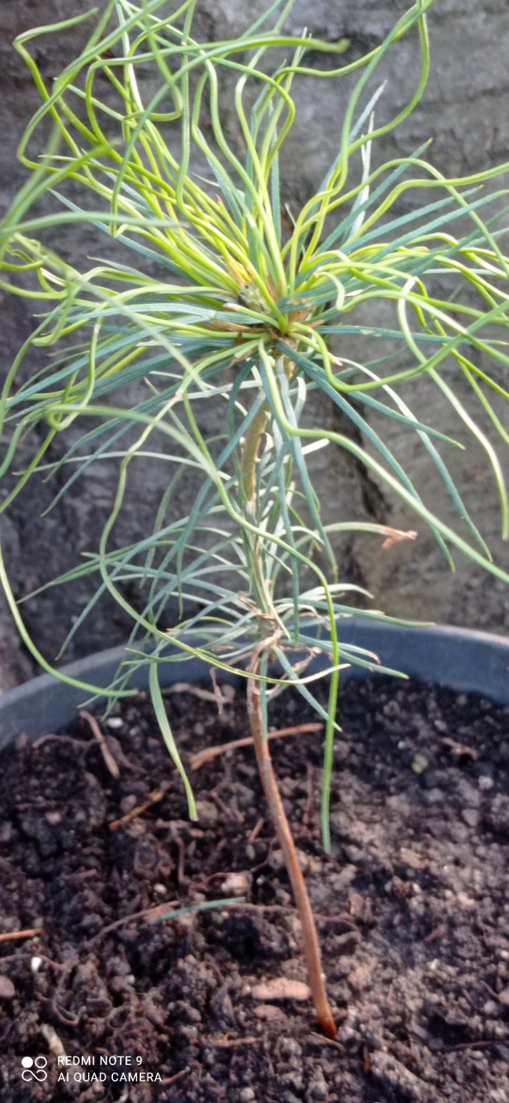 Арманда  кедровая 2 года