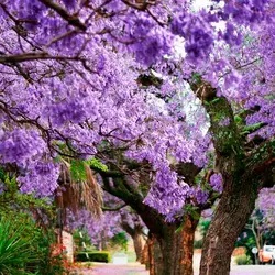 Павловния сорта Войлочна, Двухлетние корни