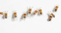 Трихограмма (8-10 соток)